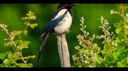 Saksağan » Eurasian Magpie » Pica pica