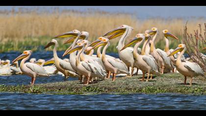 Ak pelikan » Great White Pelican » Pelecanus onocrotalus