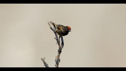 Kara iskete » Red-fronted Serin » Serinus pusillus