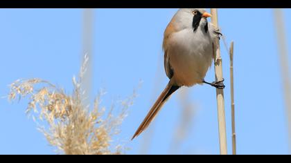 Bıyıklı baştankara » Bearded Reedling » Panurus biarmicus