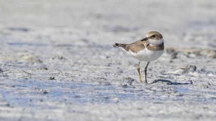 Halkalı küçük cılıbıt » Little Ringed Plover » Charadrius dubius