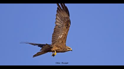 Kara çaylak » Black Kite » Milvus migrans