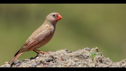 Küçük alamecek » Trumpeter Finch » Bucanetes githagineus