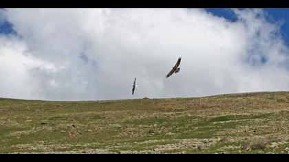 Kaya kartalı » Golden Eagle » Aquila chrysaetos