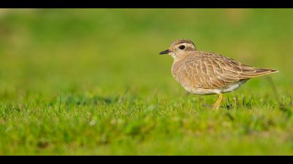 Dağ cılıbıtı » Eurasian Dotterel » Charadrius morinellus