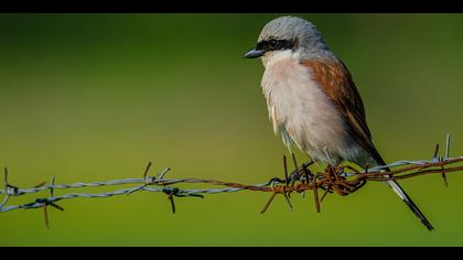 Kızılsırtlı örümcekkuşu » Red-backed Shrike » Lanius collurio