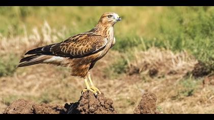 Kızıl şahin » Long-legged Buzzard » Buteo rufinus