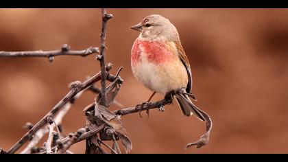 Ketenkuşu » Common Linnet » Linaria cannabina