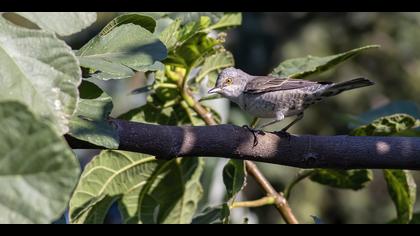 Çizgili ötleğen » Barred Warbler » Sylvia nisoria