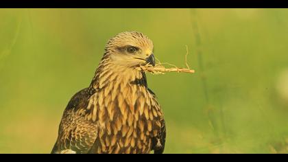 Kara çaylak » Black Kite » Milvus migrans