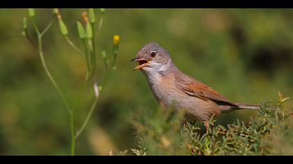 Bozkır ötleğeni » Spectacled Warbler » Sylvia conspicillata