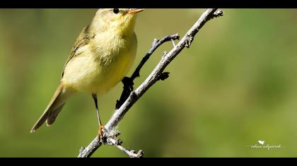 Söğütbülbülü » Willow Warbler » Phylloscopus trochilus