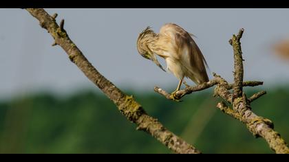 Alaca balıkçıl » Squacco Heron » Ardeola ralloides