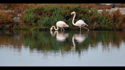 Flamingo