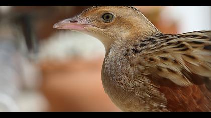 Bıldırcınkılavuzu » Corn Crake » Crex crex