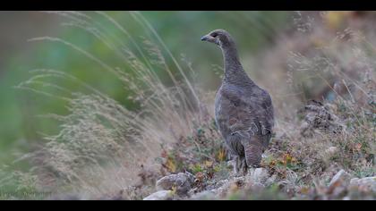 Dağhorozu » Caucasian Grouse » Lyrurus mlokosiewiczi