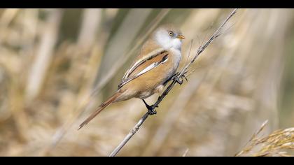 Bıyıklı baştankara » Bearded Reedling » Panurus biarmicus