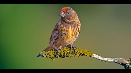 Kara iskete » Red-fronted Serin » Serinus pusillus