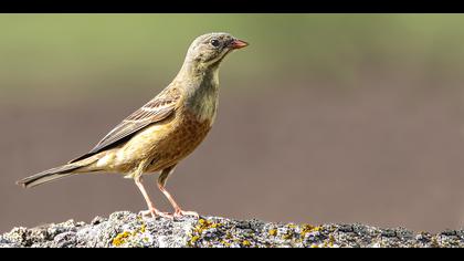 Kirazkuşu » Ortolan Bunting » Emberiza hortulana