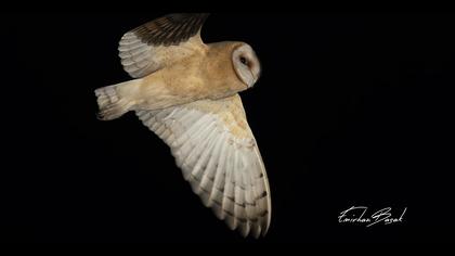 Peçeli baykuş » Western Barn Owl » Tyto alba