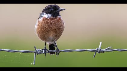 Taşkuşu » European Stonechat » Saxicola rubicola