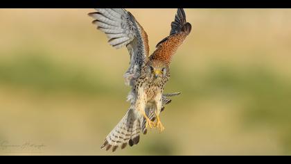 Küçük kerkenez » Lesser Kestrel » Falco naumanni