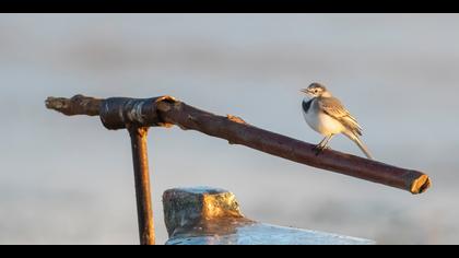 Ak kuyruksallayan » White Wagtail » Motacilla alba