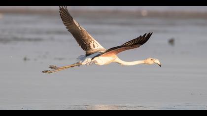 Flamingo » Greater Flamingo » Phoenicopterus roseus