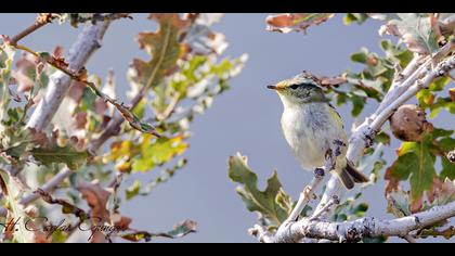 Sarıkaşlı çıvgın » Yellow-browed Warbler » Phylloscopus inornatus