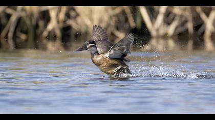 Dikkuyruk » White-headed Duck » Oxyura leucocephala