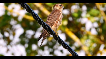 Boz doğan » Merlin » Falco columbarius