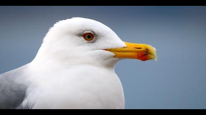 Gümüş martı » Yellow-legged Gull » Larus michahellis