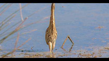 Balaban » Eurasian Bittern » Botaurus stellaris