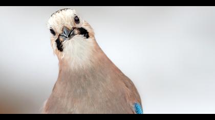 Alakarga » Eurasian Jay » Garrulus glandarius