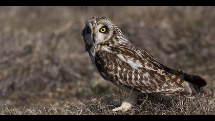 Kır baykuşu » Short-eared Owl » Asio flammeus