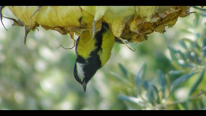 Büyük baştankara » Great Tit » Parus major