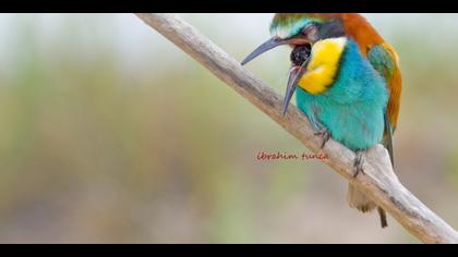 Arıkuşu » European Bee-eater » Merops apiaster