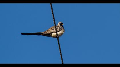 Kap kumrusu » Namaqua Dove » Oena capensis