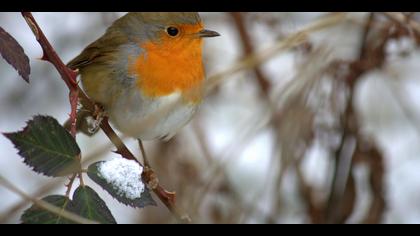 Kızılgerdan » European Robin » Erithacus rubecula