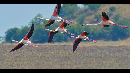 Flamingo