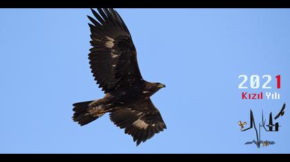 Kaya kartalı » Golden Eagle » Aquila chrysaetos