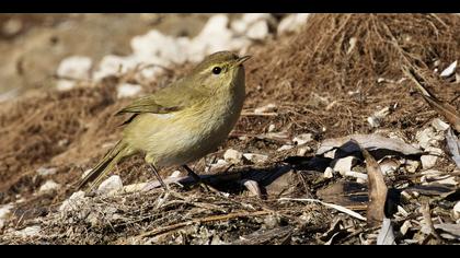 Çıvgın » Common Chiffchaff » Phylloscopus collybita