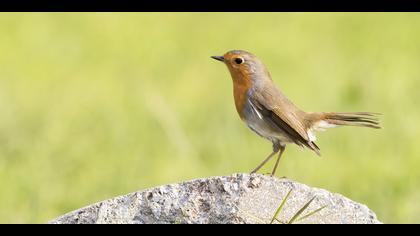 Kızılgerdan » European Robin » Erithacus rubecula