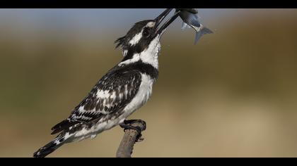 Alaca yalıçapkını » Pied Kingfisher » Ceryle rudis