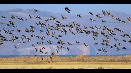 Küçük sakarca » Lesser White-fronted Goose » Anser erythropus