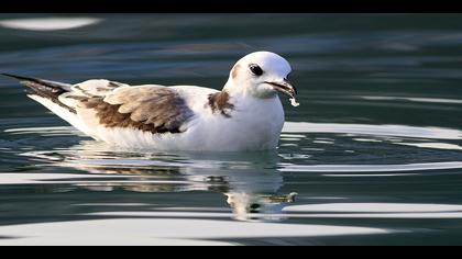 Karaayaklı martı » Black-legged Kittiwake » Rissa tridactyla