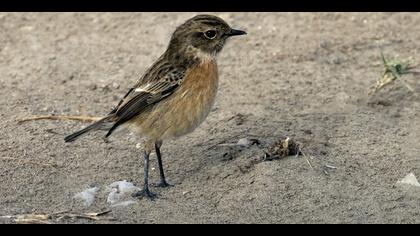 Taşkuşu » European Stonechat » Saxicola rubicola