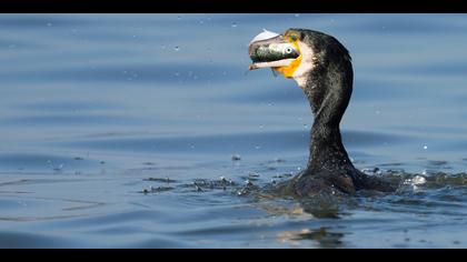 Karabatak » Great Cormorant » Phalacrocorax carbo