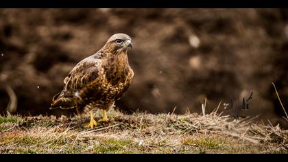 Şahin » Common Buzzard » Buteo buteo