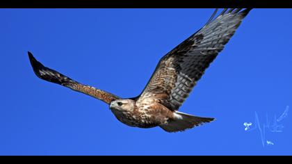 Kızıl şahin » Long-legged Buzzard » Buteo rufinus